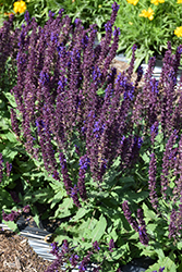 Salvatore Blue Sage (Salvia nemorosa 'Salvatore Blue') at Lakeshore Garden Centres