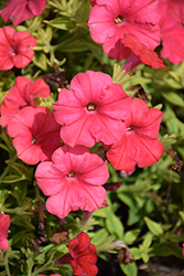 ColorRush Watermelon Red Petunia (Petunia 'Balcushware') at Lakeshore Garden Centres