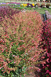 Skyscraper Orange Salvia (Salvia 'HYBSV18020') at Lakeshore Garden Centres