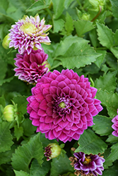 Venti Royal Purple Dahlia (Dahlia 'DATOOGTYVE') at Lakeshore Garden Centres