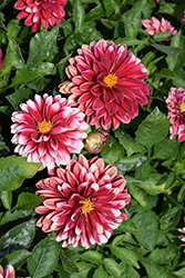 Venti Red+White Dahlia (Dahlia 'DATRETTEN') at Lakeshore Garden Centres