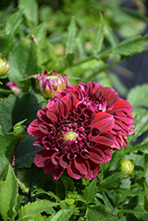 Dalaya Vampire Dahlia (Dahlia 'Baldenrek') at Lakeshore Garden Centres