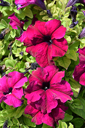 Success! HD Burgundy Petunia (Petunia 'Success! HD Burgundy') at Lakeshore Garden Centres