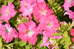 Success! HD Salmon Morn Petunia (Petunia 'Success! HD Salmon Morn') at Lakeshore Garden Centres