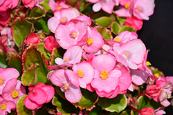 Super Cool Pink Begonia (Begonia 'Super Cool Pink') at Lakeshore Garden Centres