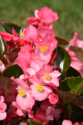 Big Pink Bronze Leaf Begonia (Begonia 'Big Pink Bronze Leaf') at Lakeshore Garden Centres