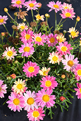 Aramis Lemon and Pink Marguerite Daisy (Argyranthemum frutescens 'Aramis Lemon and Pink') at Lakeshore Garden Centres
