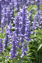 Farina Arctic Blue Salvia (Salvia farinacea 'Farina Arctic Blue') at Lakeshore Garden Centres