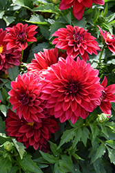 Lubega Power Red Dahlia (Dahlia 'Lubega Power Red') at Lakeshore Garden Centres