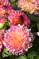 Lubega Tropical Punch Dahlia (Dahlia 'Lubega Tropical Punch') at Lakeshore Garden Centres