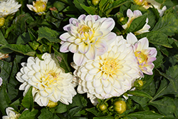 Lubega Power White Lilac Frost Dahlia (Dahlia 'Lubega Power White Lilac Frost') at Lakeshore Garden Centres
