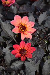 Lubega Dark Red Glow Dahlia (Dahlia 'Lubega Dark Red Glow') at Lakeshore Garden Centres