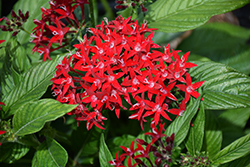 Graffiti OG Red Velvet Flower (Pentas lanceolata 'OG Red Velvet') at Lakeshore Garden Centres