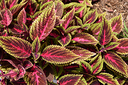 Ruby Road Coleus (Solenostemon scutellarioides 'Ruby Road') at Lakeshore Garden Centres