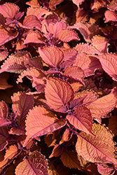 Wall Street Coleus (Solenostemon scutellarioides 'Wall Street') at Lakeshore Garden Centres