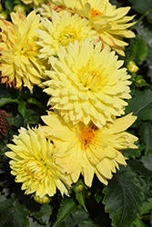 XXL Durango Dahlia (Dahlia 'XXL Durango') at Lakeshore Garden Centres