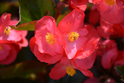 Viking Coral Flame on Bronze Begonia (Begonia 'Viking Coral Flame on Bronze') at Lakeshore Garden Centres