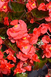 Viking Red on Bronze Begonia (Begonia 'Viking Red on Bronze') at Lakeshore Garden Centres