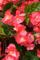 Viking Coral Flame on Green Begonia (Begonia 'Viking Coral Flame on Green') at Lakeshore Garden Centres