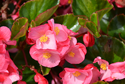 Viking Pink on Green Begonia (Begonia 'Viking Pink on Green') at Lakeshore Garden Centres