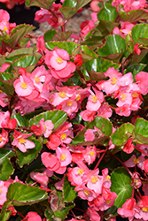 Viking Pink on Green Begonia (Begonia 'Viking Pink on Green') at Lakeshore Garden Centres