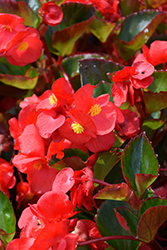 Viking Red on Green Begonia (Begonia 'Viking Red on Green') at Lakeshore Garden Centres