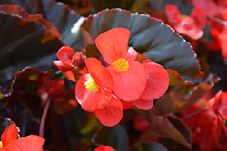 Viking XL Red on Chocolate Begonia (Begonia 'Viking XL Red on Chocolate') at Lakeshore Garden Centres