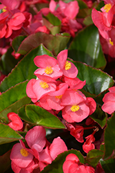 Viking XL Pink on Green Begonia (Begonia 'Viking XL Pink on Green') at Lakeshore Garden Centres