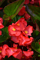 Viking XL Red on Green Begonia (Begonia 'Viking XL Red on Green') at Lakeshore Garden Centres