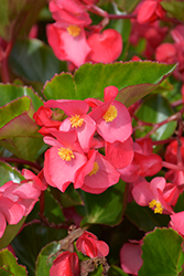 Viking XL Rose on Green Begonia (Begonia 'Viking XL Rose on Green') at Lakeshore Garden Centres