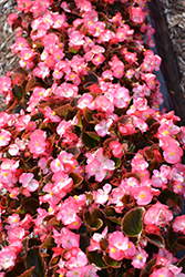 Senator IQ Rose Bicolor (Begonia 'Senator IQ Rose Bicolor') at Lakeshore Garden Centres