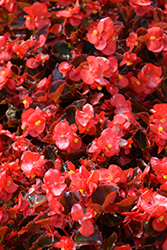 Senator IQ Scarlet (Begonia 'Senator IQ Scarlet') at Lakeshore Garden Centres