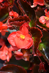 Senator IQ Scarlet (Begonia 'Senator IQ Scarlet') at Lakeshore Garden Centres