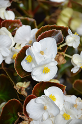 Senator IQ White (Begonia 'Senator IQ White') at Lakeshore Garden Centres