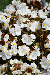 Senator IQ White (Begonia 'Senator IQ White') at Lakeshore Garden Centres