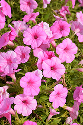 Explorer Pink Petunia (Petunia 'Explorer Pink') at Lakeshore Garden Centres