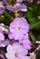 SunPatiens Vigorous Orchid Impatiens (Impatiens 'SAKIMP053') at Lakeshore Garden Centres