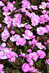 SunPatiens Vigorous Lavender Splash New Guinea Impatiens (Impatiens 'SAKIMP058') at Lakeshore Garden Centres