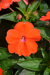 SunPatiens Vigorous Orange New Guinea Impatiens (Impatiens 'SAKIMP056') at Golden Acre Home & Garden