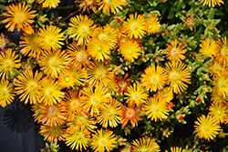 Suntropics Copper Ice Plant (Delosperma 'Suntropics Copper') at Lakeshore Garden Centres