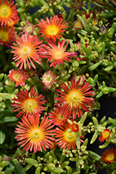 Suntropics Red Ice Plant (Delosperma 'Suntropics Red') at Lakeshore Garden Centres