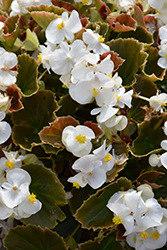 Cocktail Whiskey Begonia (Begonia 'Cocktail Whiskey') at Lakeshore Garden Centres