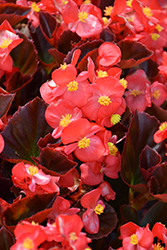 Cocktail Vodka Begonia (Begonia 'Cocktail Vodka') at Lakeshore Garden Centres