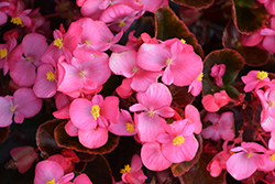 Cocktail Tequila Begonia (Begonia 'Cocktail Tequila') at Lakeshore Garden Centres