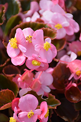 Cocktail Brandy Begonia (Begonia 'Cocktail Brandy') at Lakeshore Garden Centres