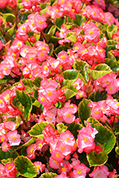 Ambassador Rose Blush Begonia (Begonia 'Ambassador Rose Blush') at Lakeshore Garden Centres
