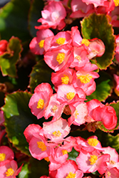 Ambassador Rose Blush Begonia (Begonia 'Ambassador Rose Blush') at Lakeshore Garden Centres