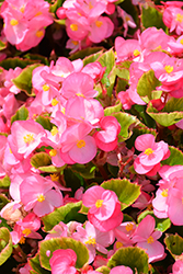 Ambassador Pink Begonia (Begonia 'Ambassador Pink') at Lakeshore Garden Centres