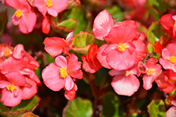 Ambassador Coral Begonia (Begonia 'Ambassador Coral') at Lakeshore Garden Centres