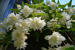 Illumination White Sparkle Begonia (Begonia 'Illumination White Sparkle') at Lakeshore Garden Centres